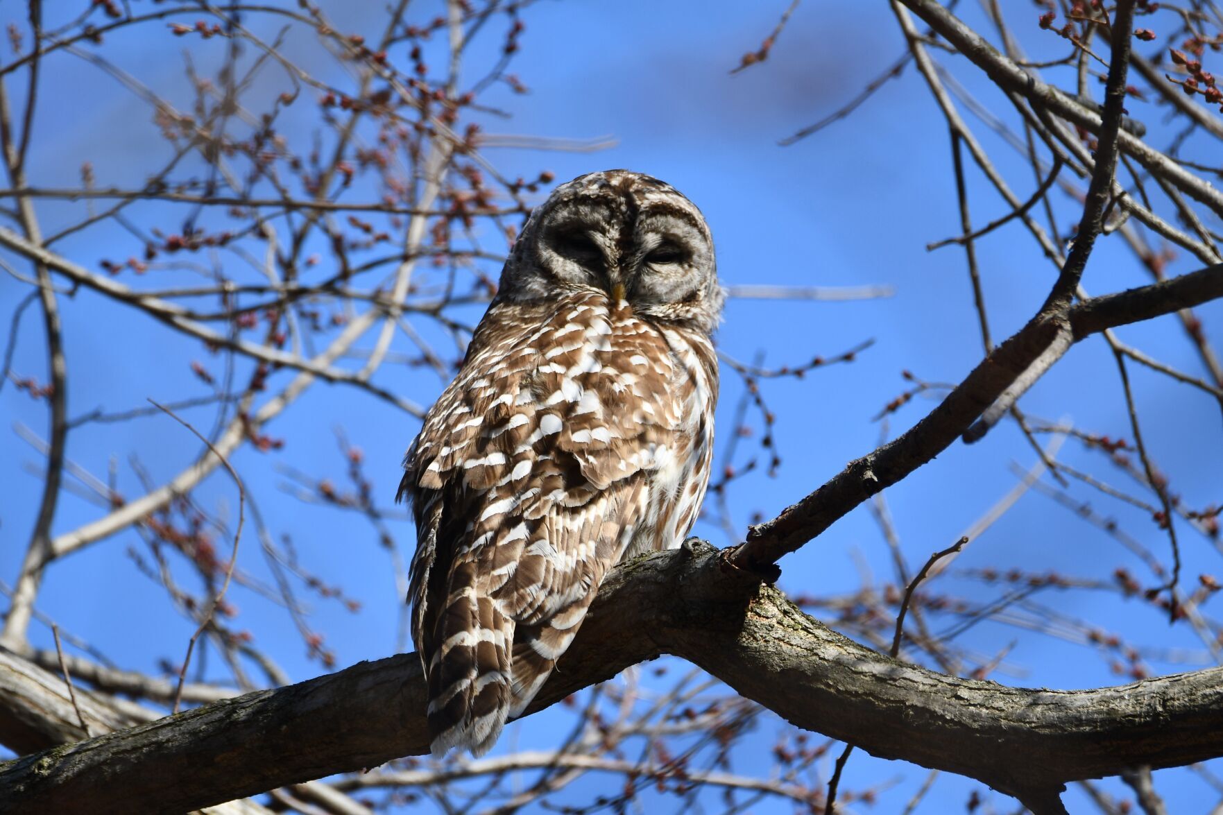 Things to do Owls